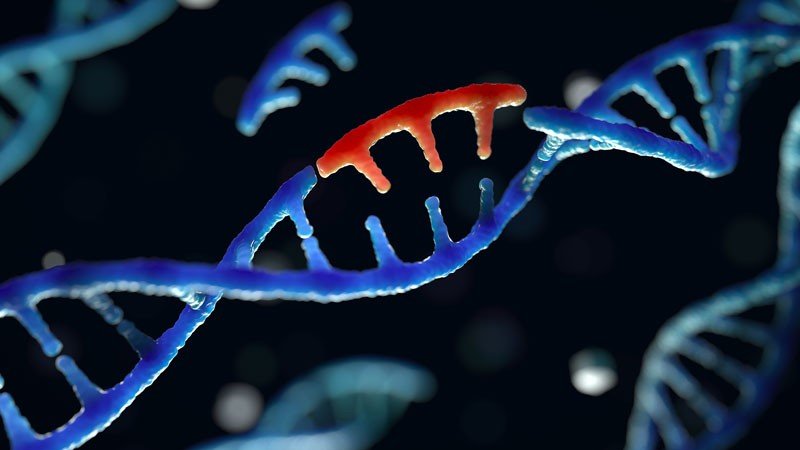 The Basics Of Genetic Mutation