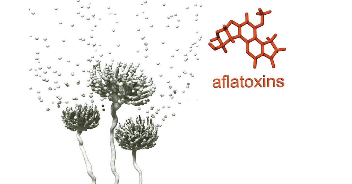 Quantitative Determination Of Aflatoxin By HPLC In Wheat Silos