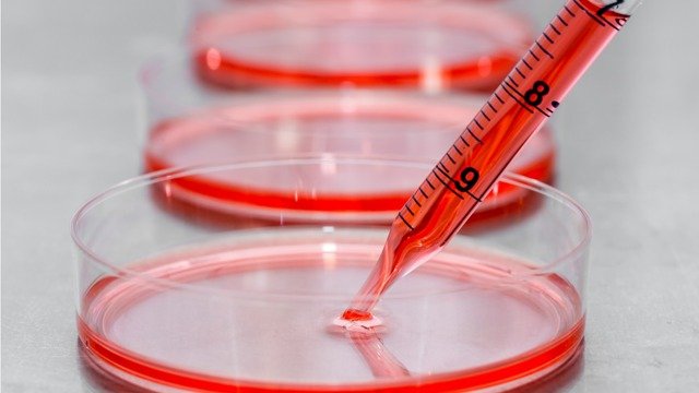 An Introduction to Cell Cultures