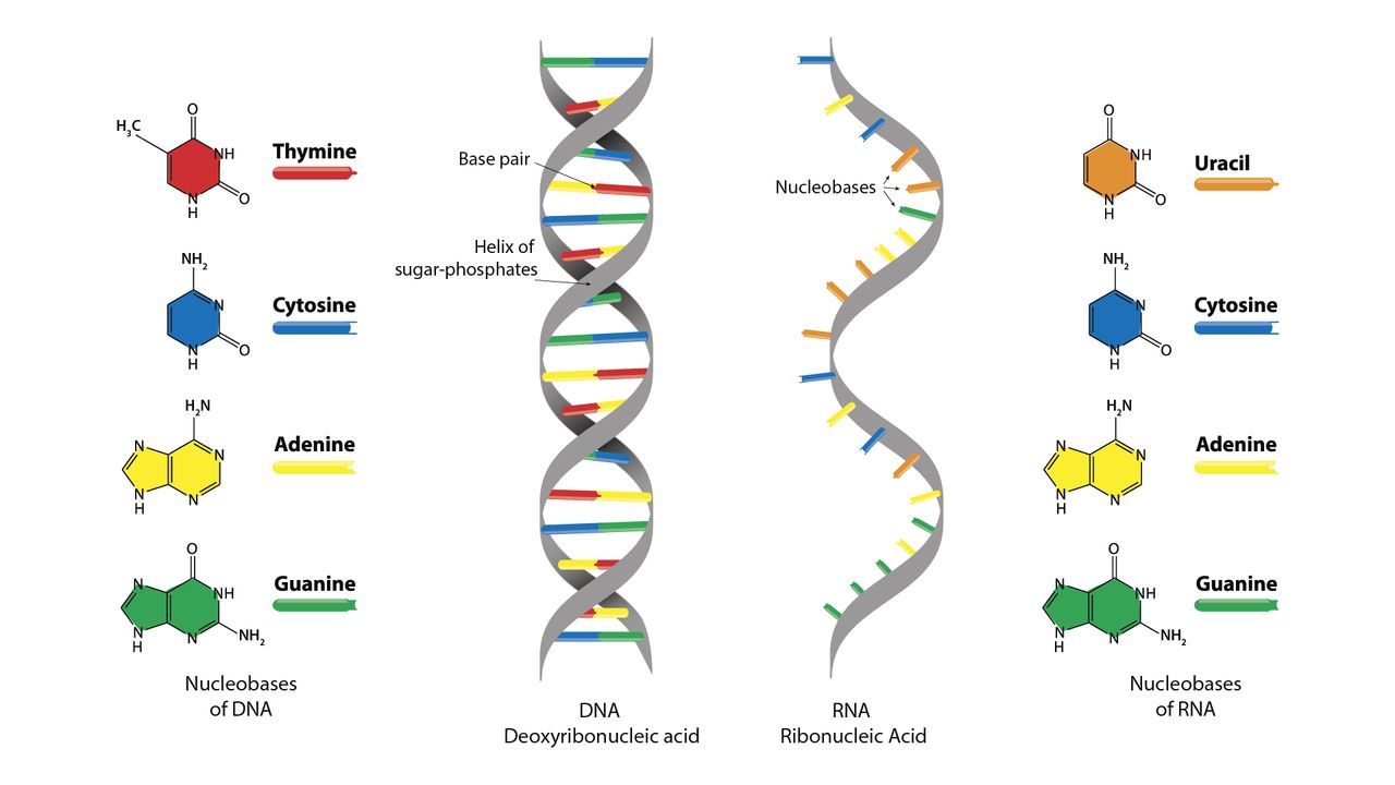 DNA & RNA Extraction - How & Why It's Done