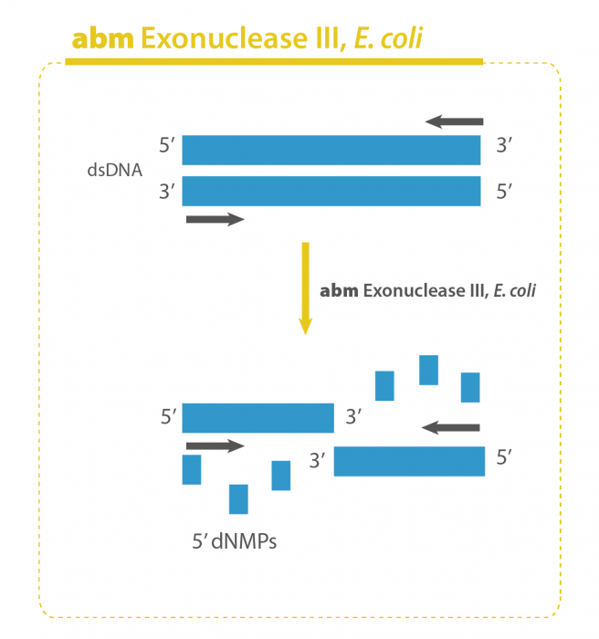 How You Can Have Quality DNA For ChIP Sequencing