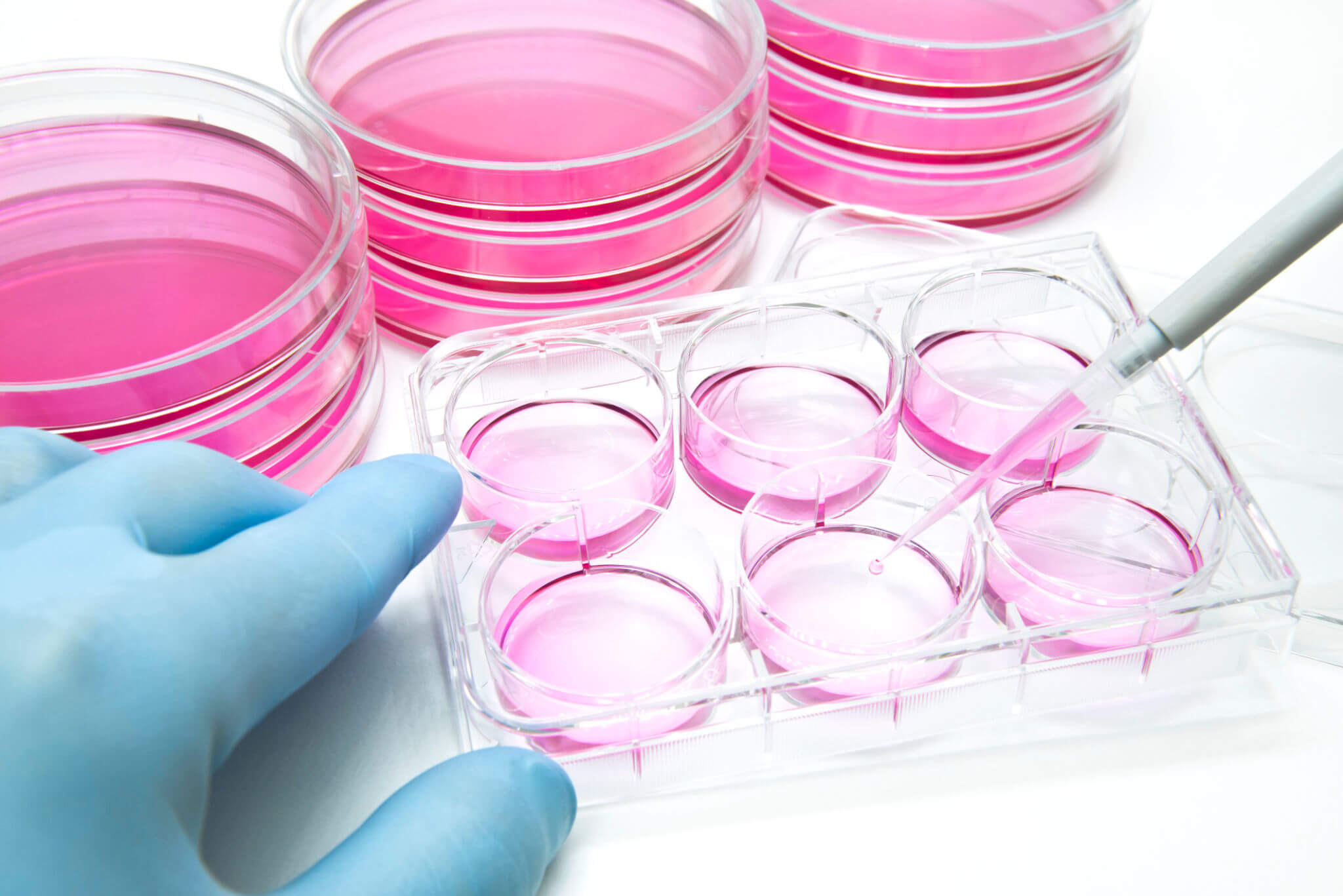 All The Information You Need About Tissue Culture