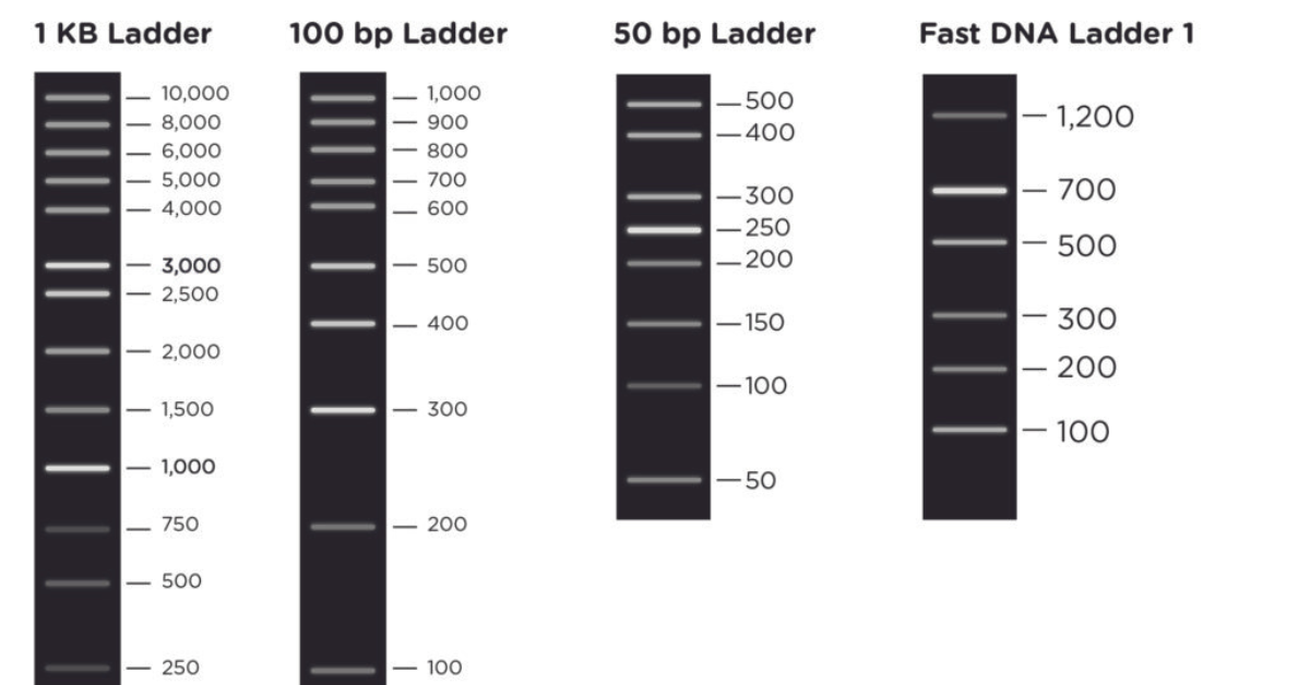 A Guide To Choosing The Right DNA Ladder