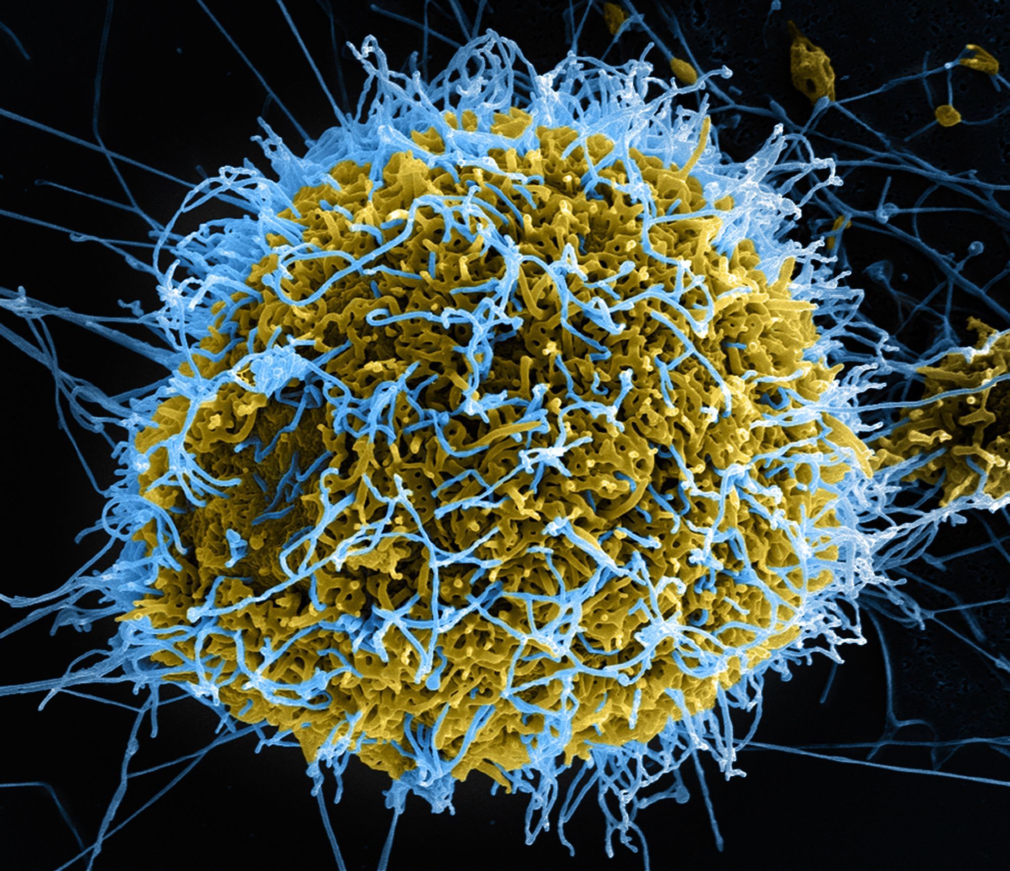 Understanding human bodies and other organisms better: Here’s a better insight for you to understand cells