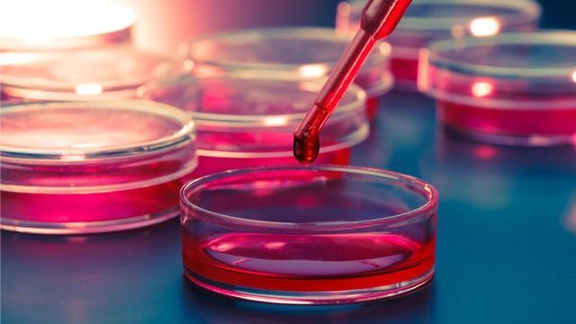 Cell Culture: Dishes, Plates, & Flasks and Techniques