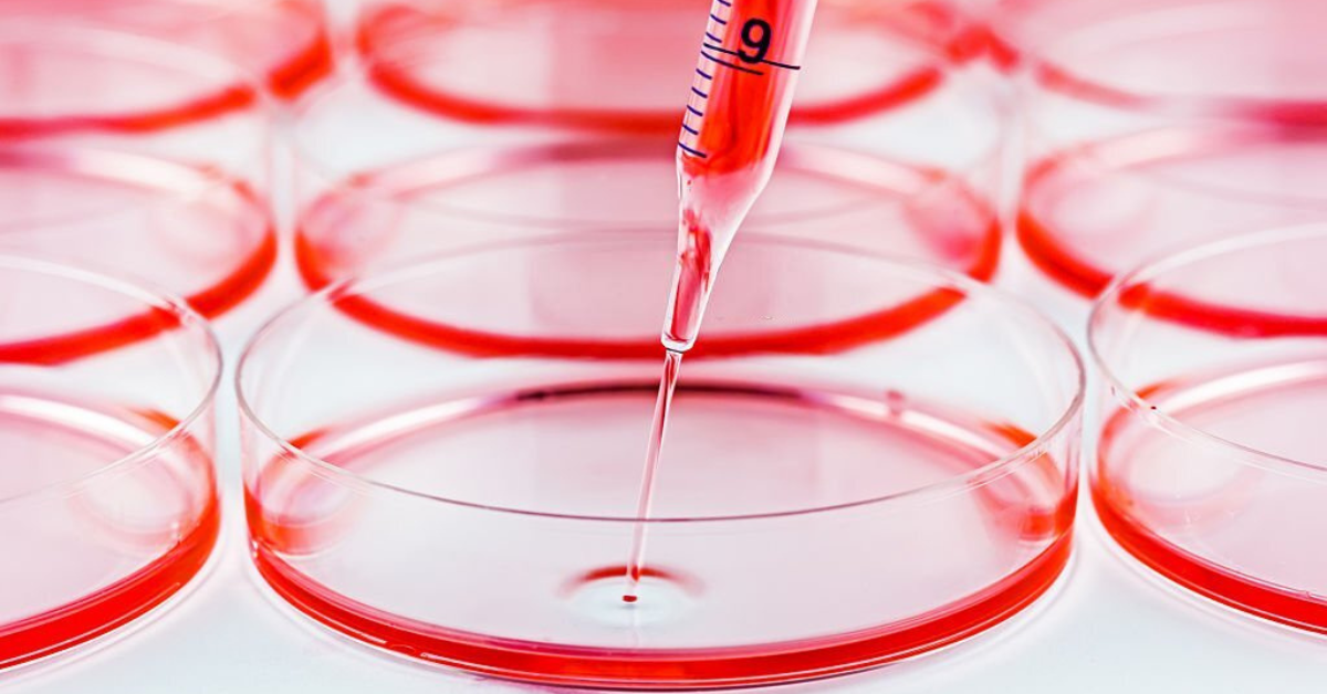 Tissue Culture Plates: Benefits And Uses