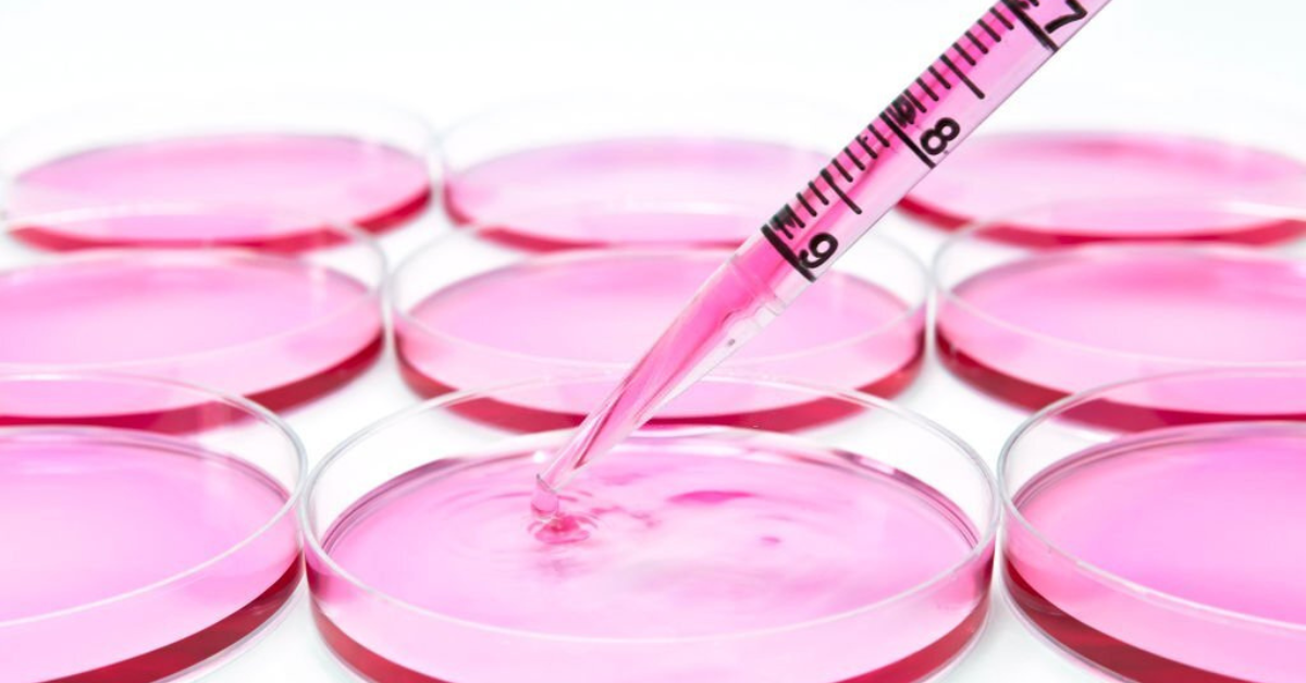 How You Can Grow Mammalian Cell Culture
