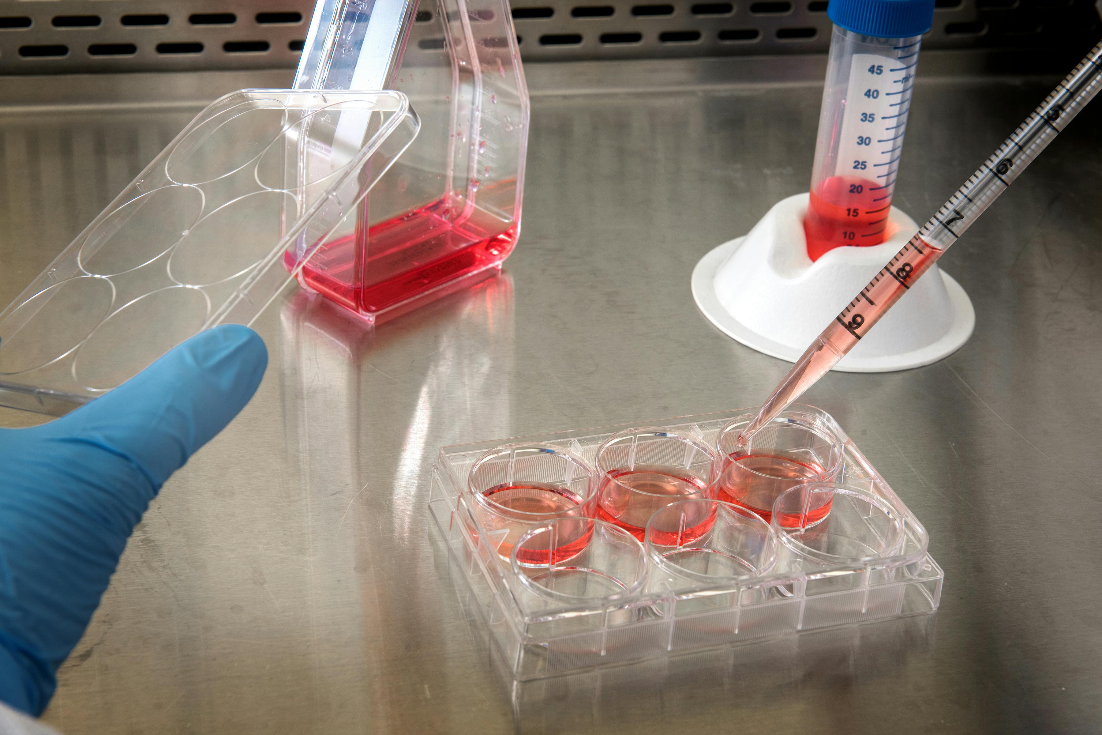 Top 10 Research Applications for Cell Culture Flasks