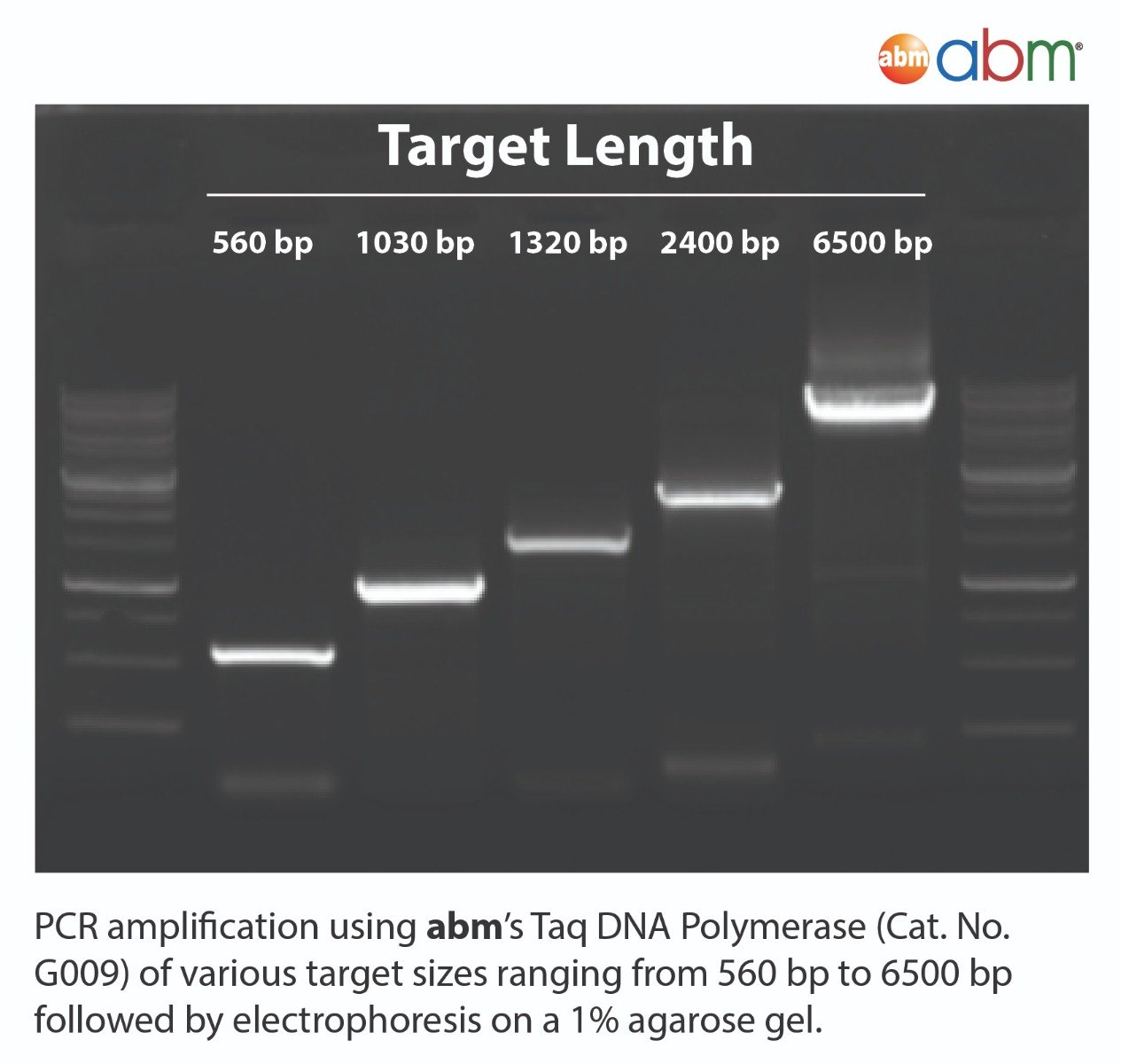 Taq 2X PCR MasterMix | MBP INC