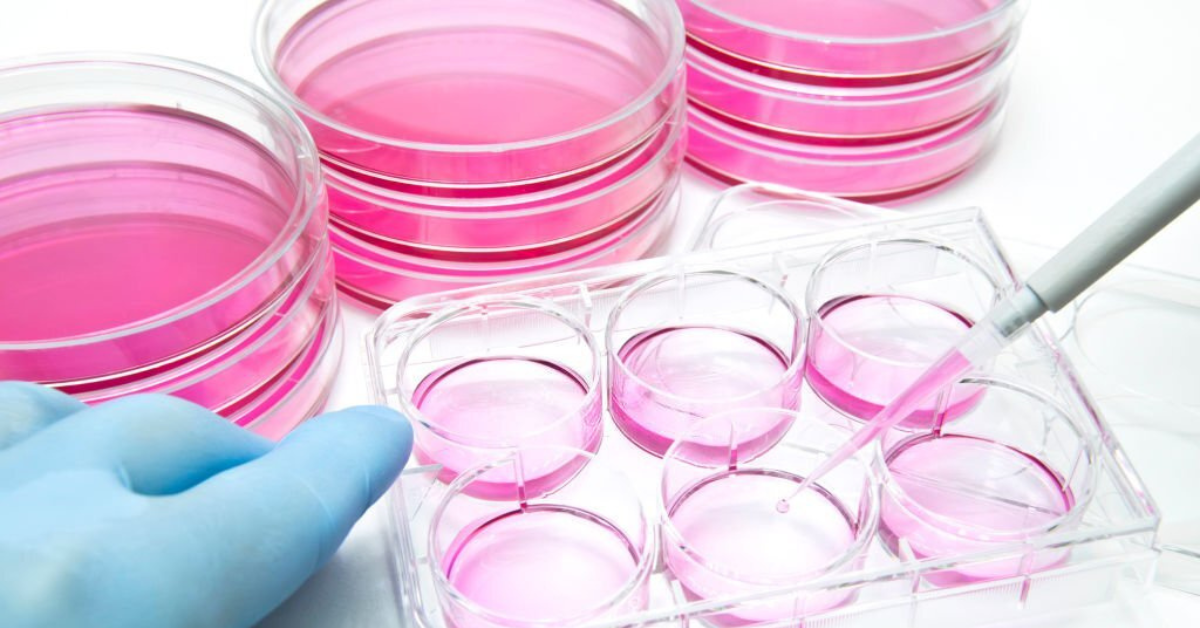 The Role Of Tissue Culture Plates In Biotechnology